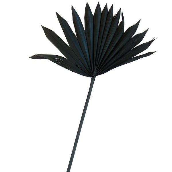 Dried Palm Sun II - Black SECONDS