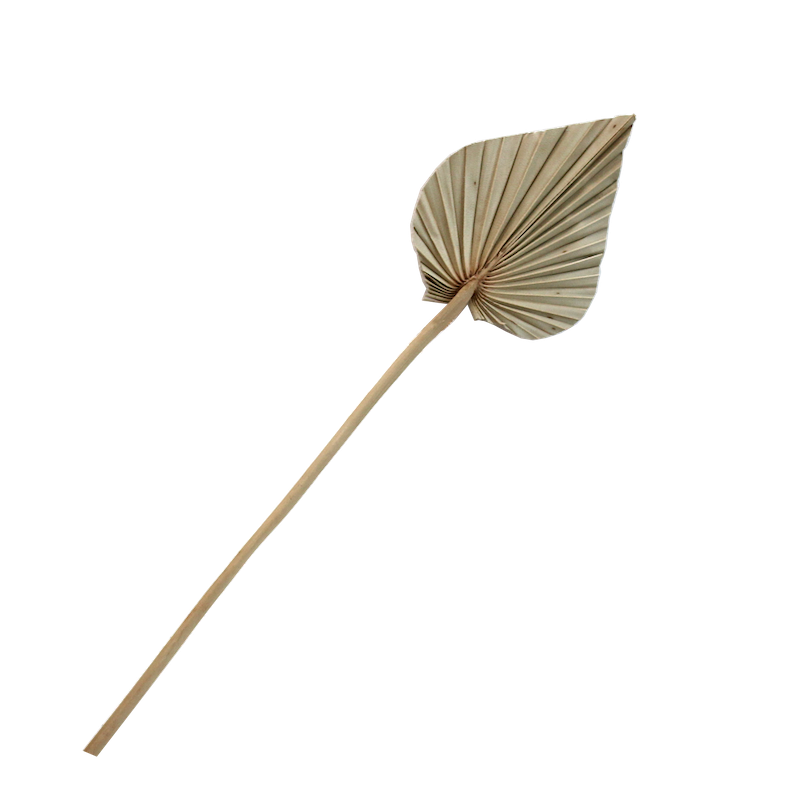 Dried Palm Spear - Small Natural
