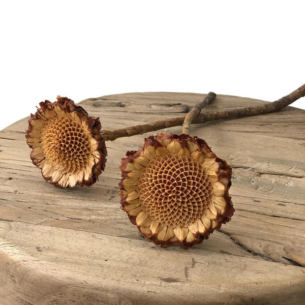 Sunflower - Dried - Brown