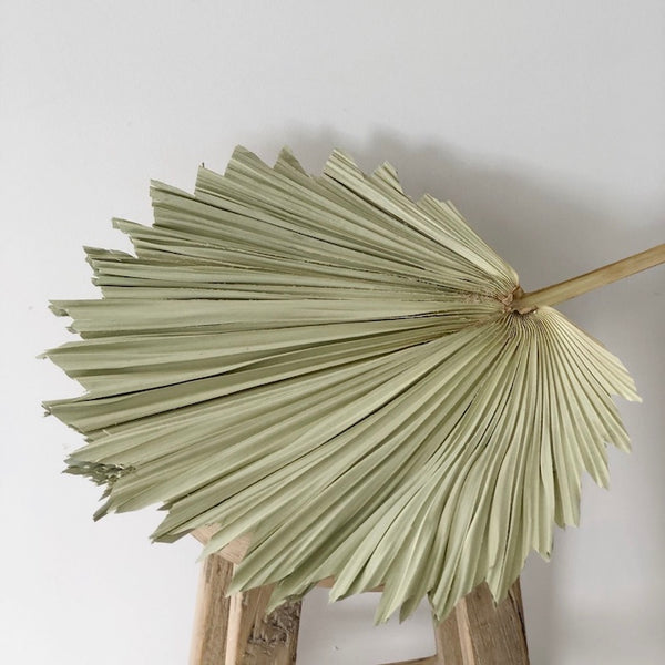 Palm Leaves - Fan - Dried