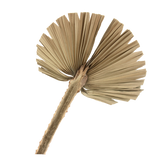 Palm Fan - Dried