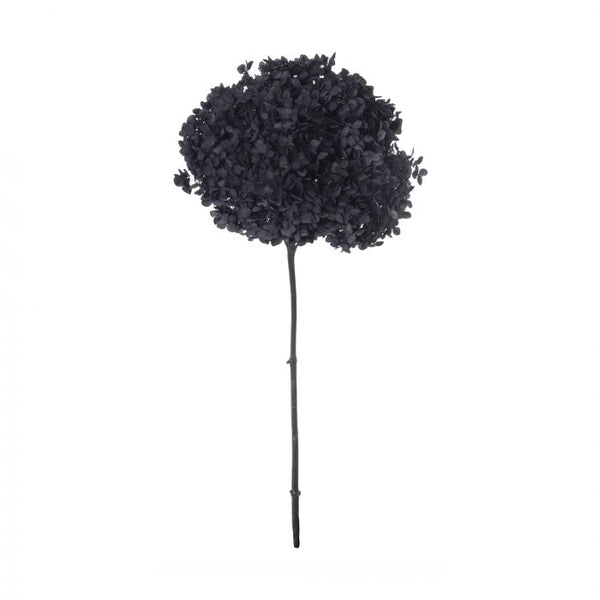 Hydrangea Preserved - Black