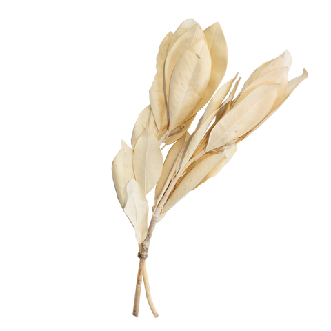 Magnolia Leaves - Dried