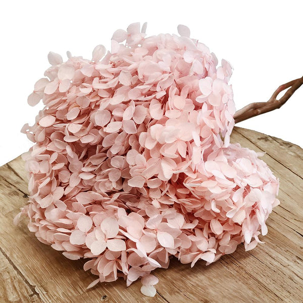Hydrangea - Preserved - Pink